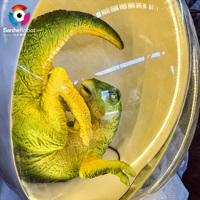 Œuf de dinosaure animé réaliste en fibre de verre avec un bébé à l'intérieur, manège pour parcs de trampolines et garderies