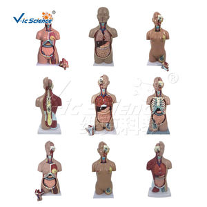 Modèle de tronc ouvert <span class=keywords><strong>asexué</strong></span> 85cm torse <span class=keywords><strong>humain</strong></span> modèle éducatif anatomique des sciences médicales - Product Image 4