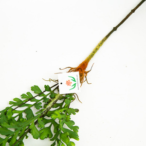 Tre forchette foglia di sedano erba artificiale <span class=keywords><strong>felce</strong></span> persiana appeso cesto di fiori decorazione <span class=keywords><strong>felce</strong></span>, erba artificiale - Product Image 6