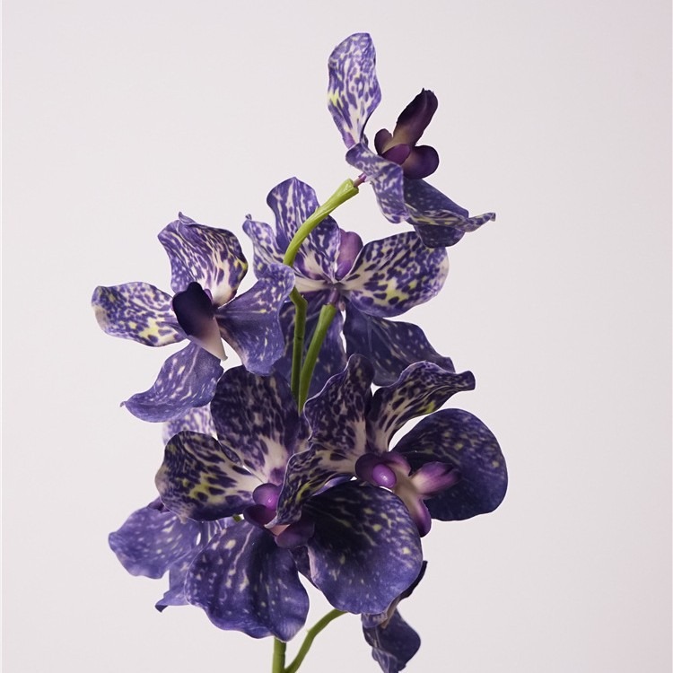 Violet Bleu