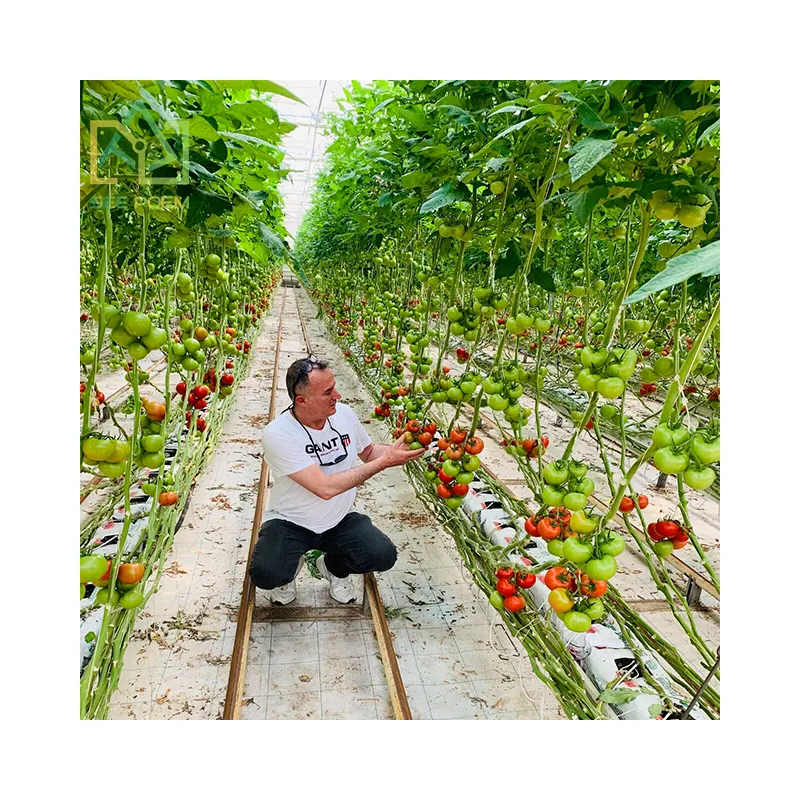 Pasokan Pabrik Murah Menggunakan Sistem Hidroponik Pertanian Tomat Sistem Kontrol Iklim Rumah Kaca