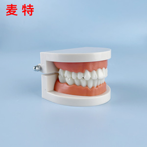 Prothèses dentaires, modèles dentaires, instruments et matériaux dentaires : vente en gros pour fabricants, simulation pédagogique, petits modèles dentaires - Product Image 1