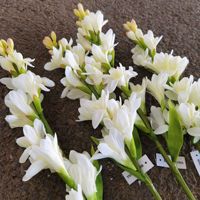 Bunga Tuberose Sutra Buatan LO-992 High-End 87cm, Tangkai Bunga Palsu untuk Dekorasi Ruang Tamu, Lantai, Rumah, dan Hotel