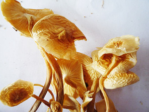 Polvo de Extracto de Hongo Chanterelle (Cantarina) al por Mayor, Polisacárido al 50% - Product Image 6
