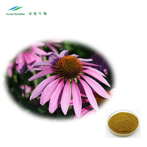 Gıda sınıfı % 100% doğal ekinezya <span class=keywords><strong>Purpurea</strong></span> özü sağlık gıda için ekinezya Angustifolia özü - Product Image 2