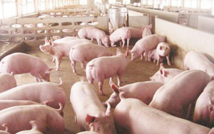 Remplaçant de <span class=keywords><strong>Lait</strong></span> de Haute Qualité Adapté aux Veaux, Poulains, Agneaux, Chevreaux et Porcelets avec des Protéines du <span class=keywords><strong>Lait</strong></span> et des Vitamines - Product Image 3