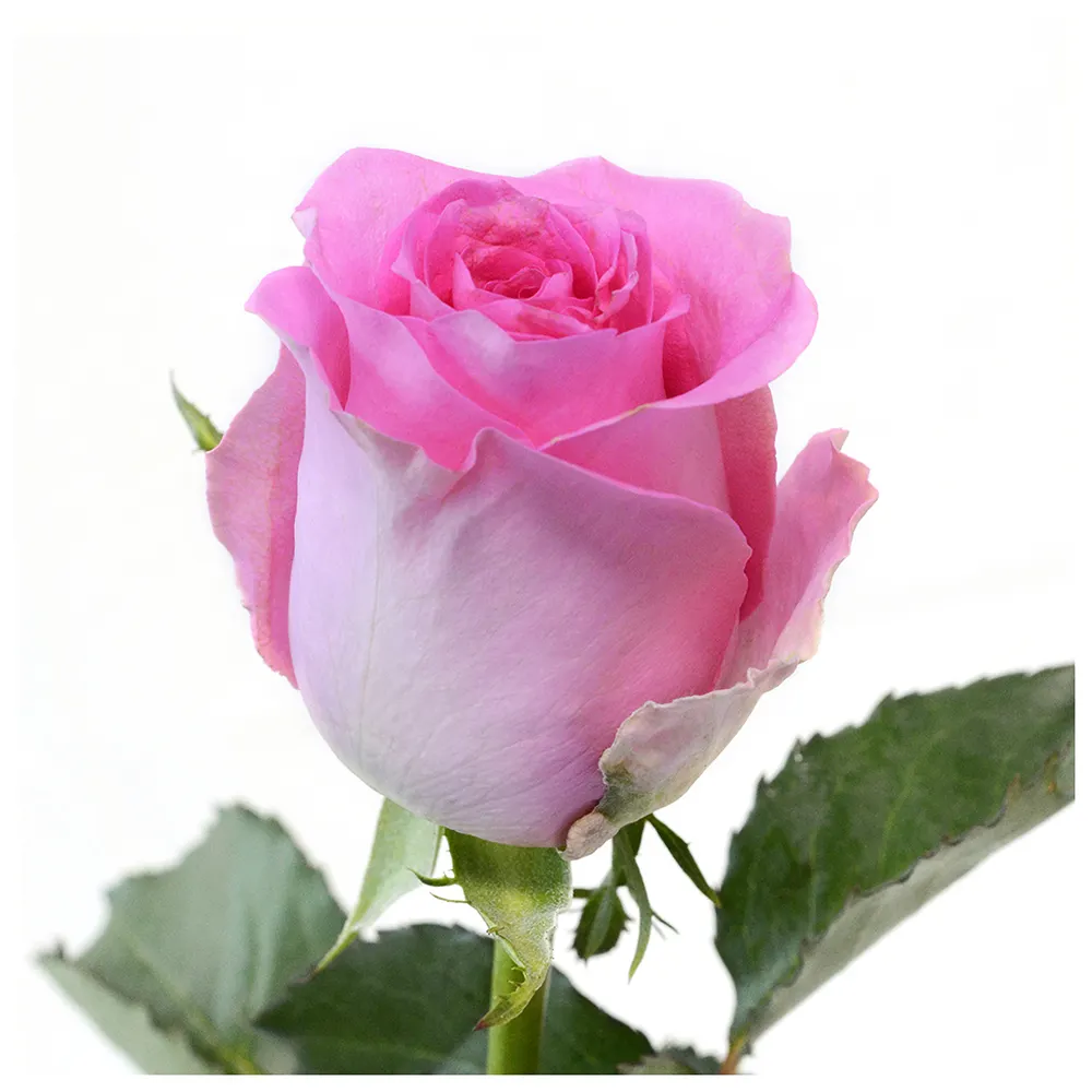 프리미엄 케냐 신선한 컷 꽃 부흥 핑크 장미 큰 머리 40cm 줄기 도매 소매 신선한 컷 장미