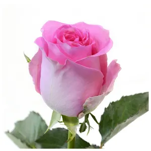 Premium Kenyan Fresh Cut Flowers Revival Rose Rose à grande tête 40cm tige en gros au détail Fresh Cut Roses