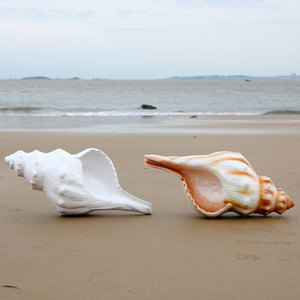 3m grande decorazione di conchiglie in resina gigante/oceano mare tema festa eventi Shell oggetti di scena/10ft Laod adulti statua di conchiglia in fibra di vetro - Product Image 5
