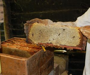 Wholesale Unassembled Langstroth Wooden <strong>Beehive</strong> <strong>Frames</strong> New Condition <strong>Beekeeping</strong> Equipment - Product Image 2