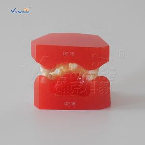 Tanden Orthodontische <span class=keywords><strong>Training</strong></span> <span class=keywords><strong>Typodont</strong></span> Model Orthodontisch Model Van Tanden Medische Wetenschap Tandheelkundige Anatomiemodel - Product Image 3