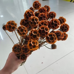 Venta caliente Immortal Pristimera Follaje Molino de viento Fruta Scabiosa Conservado para bodas Día de San Valentín Día de la madre - Product Image 3