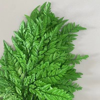 Feuille de fougère naturelle préservée et séchée, écologique, longue durée, grande feuille plate pour la décoration de la maison, des fêtes, des mariages et de Noël