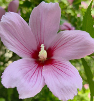 Natuurlijk Hibiscus Mutabilis Bloemenpoeder/Flos Sophorae Poeder Voedingsmiddelen/Cosmetische kwaliteit Kleurstoffen/Pigment