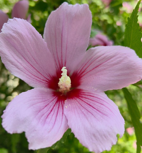 Poudre de fleur d'<span class=keywords><strong>Hibiscus</strong></span> <span class=keywords><strong>Mutabilis</strong></span> naturelle / Poudre de Flos Sophorae Qualité alimentaire/cosmétique Colorants/Pigment - Product Image 2