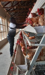 Gia cầm sử dụng pin động vật lồng hệ thống hoàn chỉnh Bộ gà Lồng trứng lớp - Product Image 4