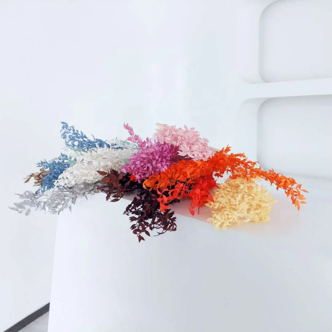 2022 Fabrik liefern getrocknete Blumen Großhandel über White Ruscus für Haus-und Hochzeits dekoration