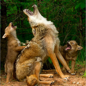 Antica imitazione bronzo scultura madre lupo e bambino lupo ululante Cast in ottone metallo - Product Image 3