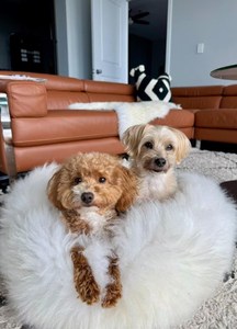 ペット用羊皮ベッド（犬用敷物、猫用敷物）ニュージーランド・オーストラリア産の本物の羊皮毛皮素材 - Product Image 5