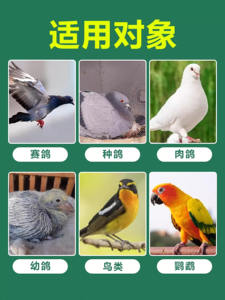 Paloma Día DE LOS NIÑOS Carrera Mascota Paloma Sistema respiratorio Varilla de intestino grueso Eimeria Trichomonas Suplemento - Product Image 3