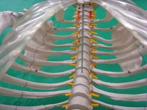 Modelo de Esqueleto Humano de 170 cm, Tamaño Real, Hueso Humano, Anatomía, Ciencia Médica, Modelo de Esqueleto de Tamaño Completo - Product Image 5