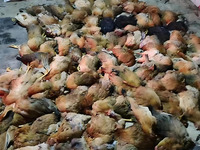 Machine de traitement des carcasses animales, déshydrateur thermique pour l'élevage de volailles, machine de déshydratation inoffensive pour la gestion des décès, usine OEM