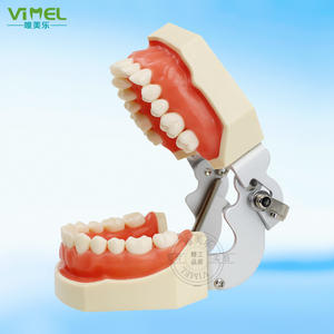Modelo Dental de Goma Blanda para Práctica de Preparación Dental con Diente Extraído de Resina Reemplazable para Limpieza y Obturación de Dientes - Product Image 1