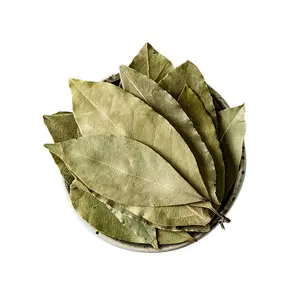 wholesales bay leaf herb plant laurel leaves for cooking laurel tree leaves