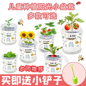 Caja sorpresa de plantas en maceta para niños de preescolar y primaria para observar el crecimiento y la germinación de las plantas - Product Image 3