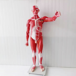 Modèle musclé du <span class=keywords><strong>corps</strong></span> entier 29 pièces Modèle de muscles humains Modèle d'anatomie des organes internes médicaux et des muscles humains grandeur nature - Product Image 5