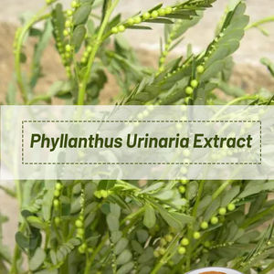 Ekstrak Herbal organik bubuk Mirabilis tanaman di bawah daun mutiara phyllanhus <span class=keywords><strong>Urinaria</strong></span> ekstrak - Product Image 2