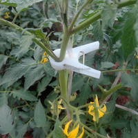 Parfait pour tenir sur des pointes d'orchidées, des pimentes, des tomates ou des bougainvillées, des vignes, des clips de support