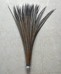 Plumas de cola de faisán Reeves natural, <span class=keywords><strong>10</strong></span>-160cm, venta al por mayor - Product Image 5