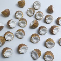 100 pièces de figurines artisanales en résine de noix de coco, miniatures de fruits de plage, décoration de jardin féerique, modèles de tortues mignonnes, pour maison de poupée DIY