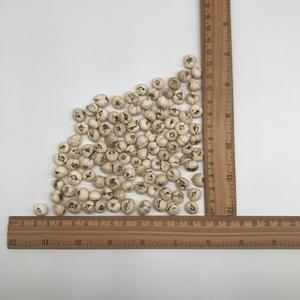 Bulbo de Fritillaria de Sichuan Lubei de Alta Calidad en Diferentes Tamaños - Product Image 5