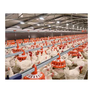 Sistema di alimentazione del pollo automatico PP alimentazione Pan pollaio attrezzature per l'irrigazione di pollo alimentazione e linea per bere