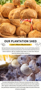 Champignon <span class=keywords><strong>Hericium</strong></span> de haute qualité, nourrissant, de montagne profonde, de grande taille - Product Image 2