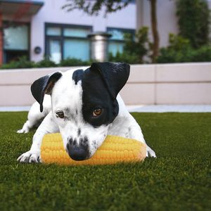 Jouets à mâcher en latex écologiques Sonws Paws avec saveur de <span class=keywords><strong>maïs</strong></span> - Simulation sonore <span class=keywords><strong>pour</strong></span> chiens 33g PT070 Vente en gros - Product Image 5
