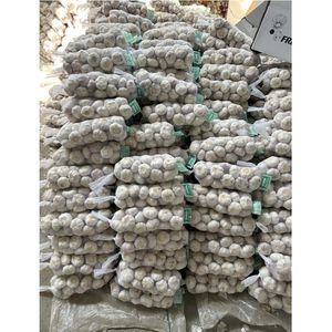 Super White Fresh Ajo y Jengibre Ail Cebolla Mayorista <span class=keywords><strong>Comprar</strong></span> Chino Fresco 6,0 cm Ajo Precio Exportadores China - Product Image 5