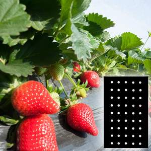 Le <span class=keywords><strong>film</strong></span> <span class=keywords><strong>de</strong></span> paillis agricole à grande échelle peut être un <span class=keywords><strong>film</strong></span> <span class=keywords><strong>perforé</strong></span> <span class=keywords><strong>Film</strong></span> noir agricole en matériau PE - Product Image 2