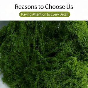 Arte de Musgo al por Mayor, Arte de Pared con Figuras de Musgo, Musgo Natural Real Ecológico para Decoración del Hogar y la Sala de Estar - Product Image 5