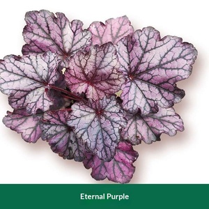 Plante graminée Alum Root Flower Mirror Flower, résistante au froid et à la chaleur, feuilles colorées, <span class=keywords><strong>plantes</strong></span> pépétuineuses pour aménagement paysager - Product Image 4