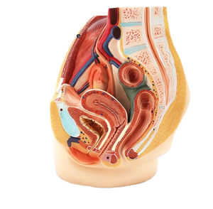 Modèle anatomique grandeur nature du système urinaire et génital masculin en PVC, aide pédagogique pour l'enseignement de l'anatomie, sciences médicales - Product Image 1