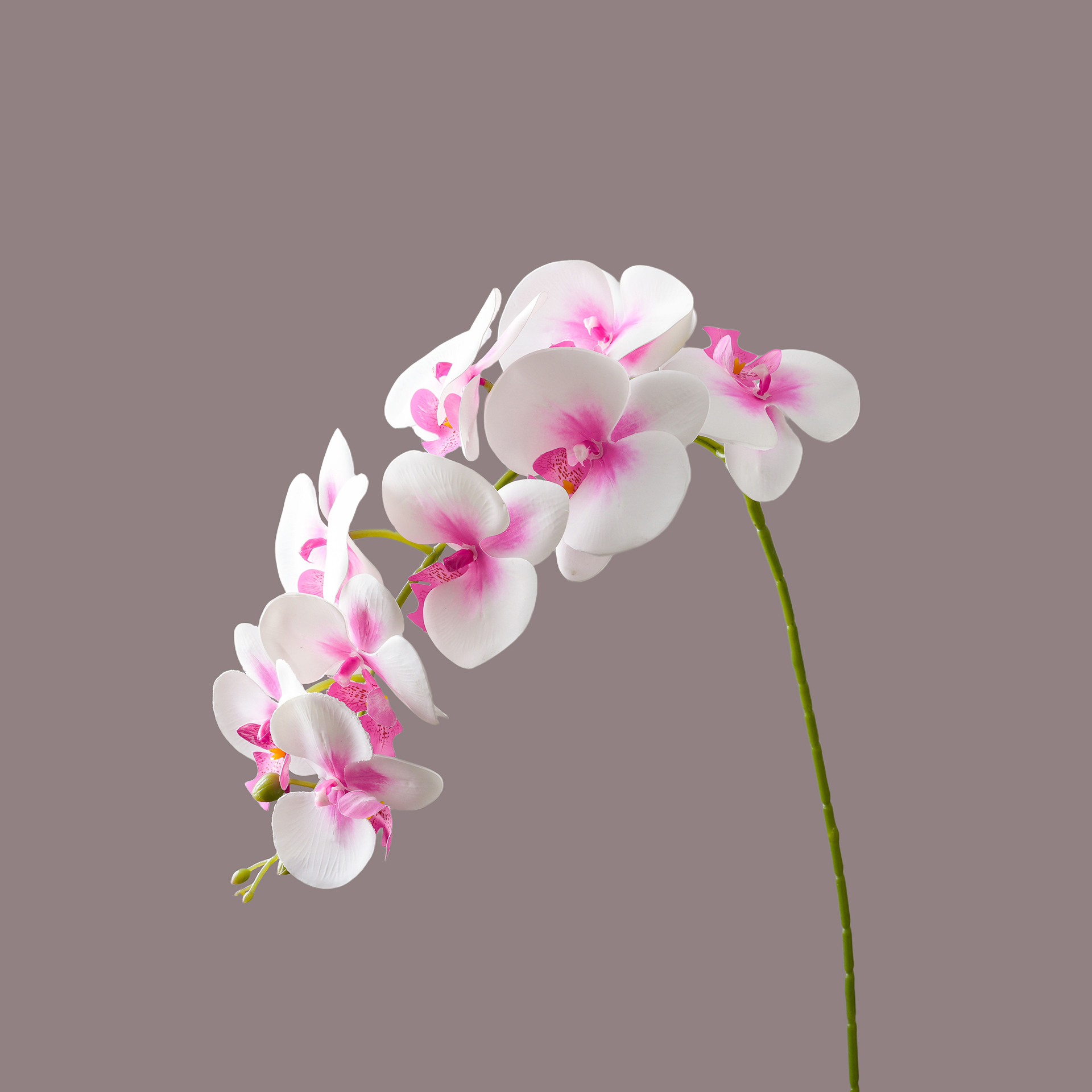 Light Purple