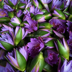 Teh Bunga Herbal OEM, Teh Bunga Teratai, Teh Bunga Ungu Organik Buah dan Bunga, Bunga Mekar Beraroma - Product Image 2