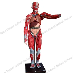 3D insan vücudu anatomisi modeli İç organlar ile