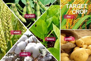 Fertilizzante granulare npk 6-25-25, fertilizzanti composti NPK - Product Image 5