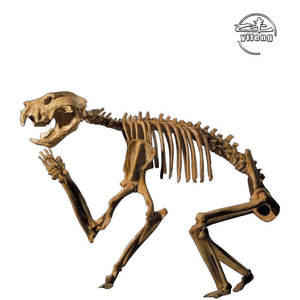 Riceratops-<span class=keywords><strong>esqueleto</strong></span> de dinosaurio fósil de inosaur, para useum - Product Image 2
