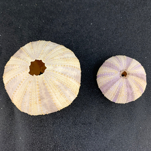 Handmade Tím Biển Nhím Lông Giáng Sinh & Wedding Pendant & Drop Đồ Trang Trí Đảng DIY Decor Tự Nhiên <span class=keywords><strong>Shell</strong></span> - Product Image 3