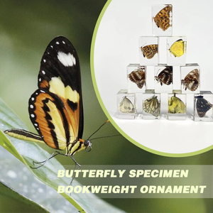 Beau vrai <span class=keywords><strong>papillon</strong></span> <span class=keywords><strong>taxidermie</strong></span> spécimen résine motif Animal cadre Collection Unique biologique Photo affichage <span class=keywords><strong>taxidermie</strong></span> - Product Image 4